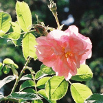Damaszener-Rose