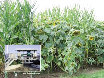 Biogas - Nutzung nachwachsender Rohstoffe zur Energieproduktion