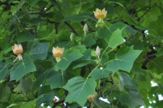 Exkursion in den Botanischen Garten der Universität Hohenheim