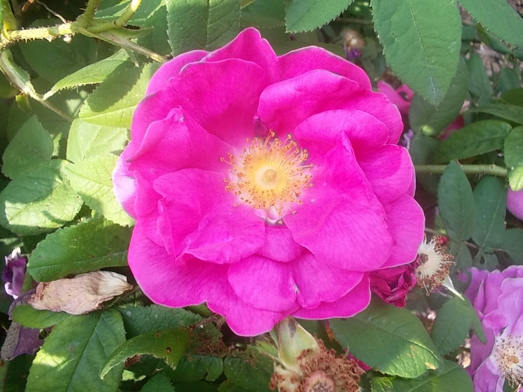 Apothekerrose (Rosa gallica 'Officinalis')