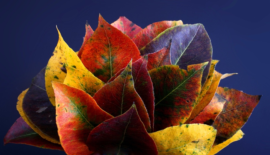 Leuchtende Herbstfarben