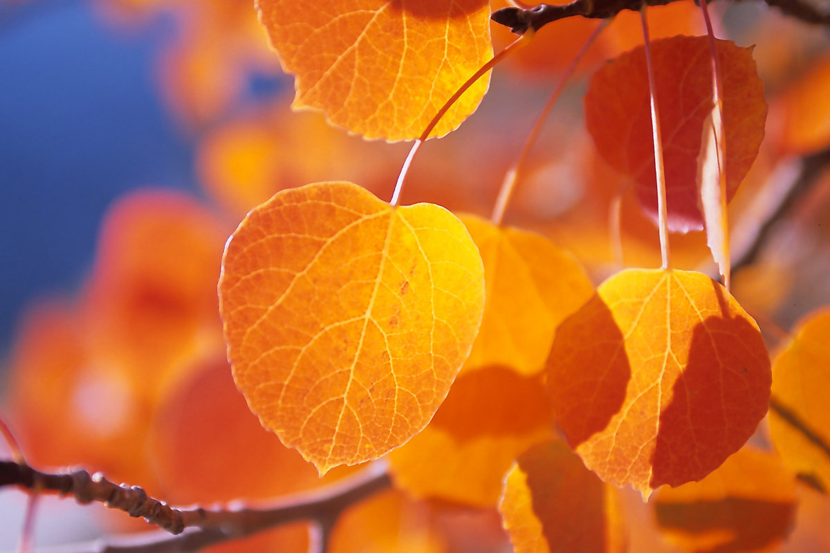 Leuchtende Herbstfarben