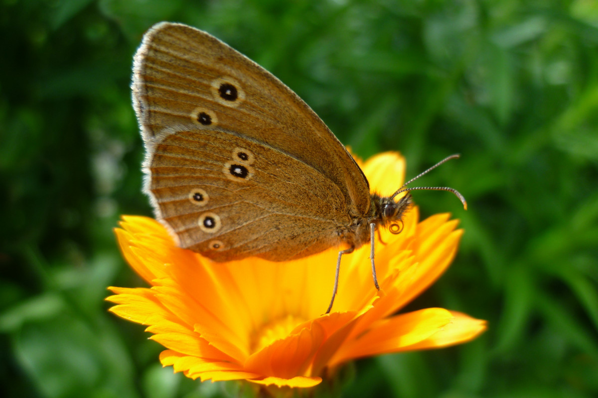 Schmetterlingsfotografie in Bildern
