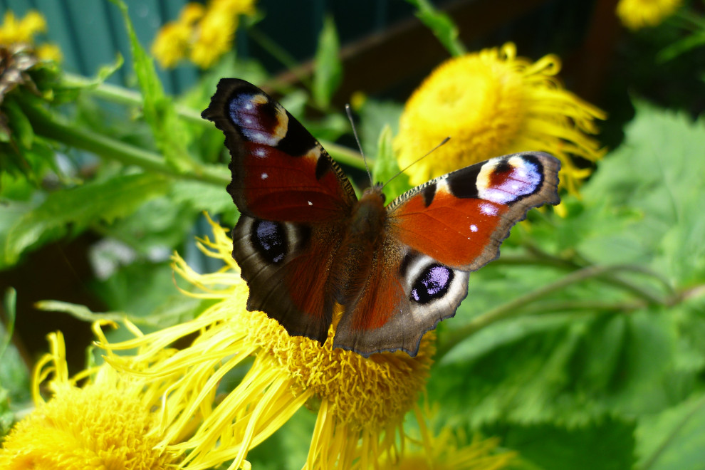 Schmetterlingsfotografie in Bildern